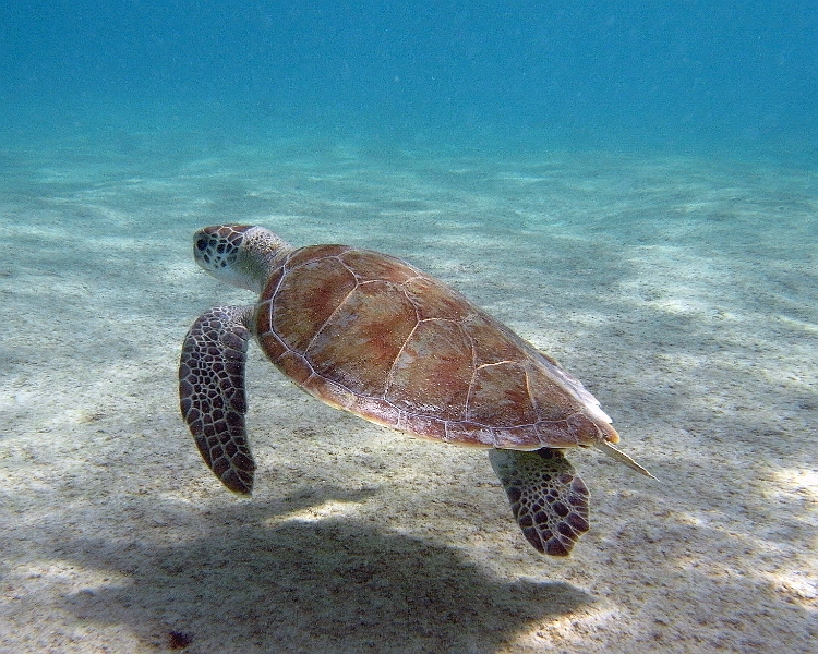 UWBN15-Turtle Salt Pier 2015